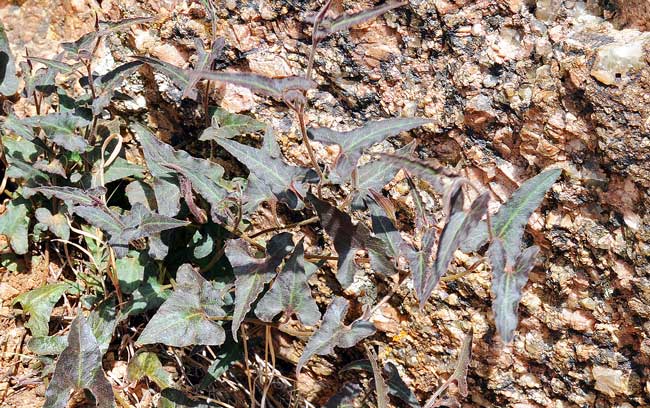 Aristolochia watsonii, Watson's Dutchman's Pipe